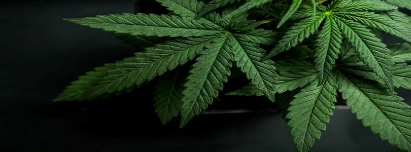 Photo of Cannabis