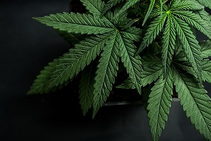 New Jersey Supreme Court Rules on Medical Marijuana and Workplace Drug Tests